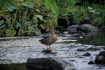 mallard standing on a stone in stream with water flowing around.