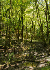 Bois marécageux à Serrières-sur-Ain, France