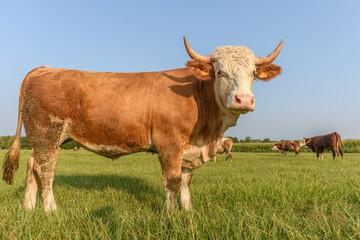 Cow feeding in a meadow during the summer in France.