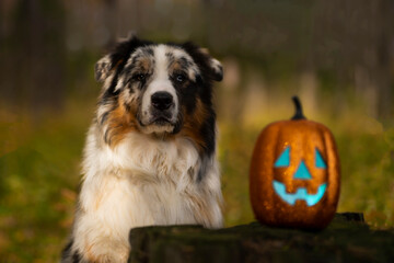 Fototapeta premium Spotted Australian shepherd dog on the background of the autumn forest with a toy shiny pumpkin, portrait