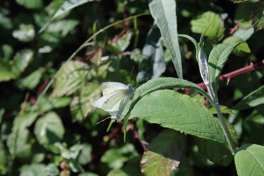 Mariposa