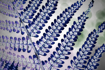 Farn mit Sporen im Gegenlicht
