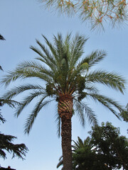 Obraz na płótnie Canvas palm tree in italy