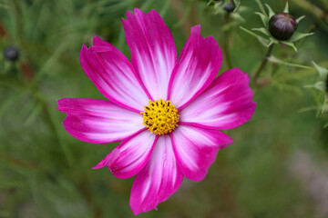 Obraz premium Beautiful purple cosmos flower on dark background