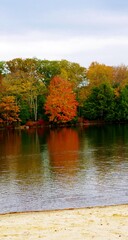 Fall trees lakeside