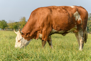 Cow feeding in a meadow during the summer in France.