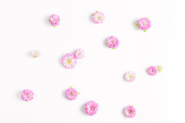 minimalistic pattern of fresh pink flowers on a white background. flat lay, top view