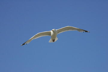 seagull flying in blue sky