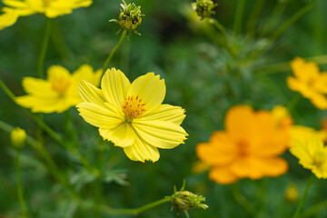 Colorful yellow flowers blooming in the flower field.