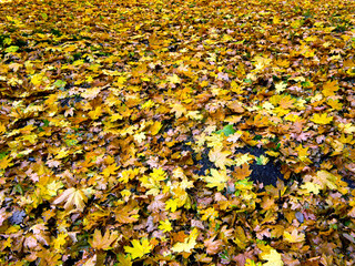 Autumn foliage on the ground