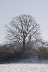 tree in the snow