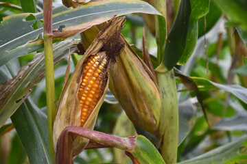 Maize or corn which is ripe and nearly to be harvested.