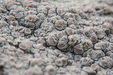 Nahaufnahme von Flechten an Baum im Wald in Schottland, Highlands, Herbst