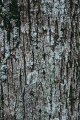 Close up sur l'écorce d'un tronc d'arbre - Arrière plan matière naturelle texturée