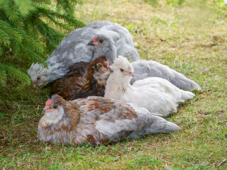 cock and chicken