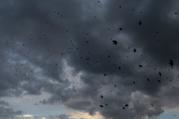 Flock of many black raven birds in motion against storm sky with dark grey rain clouds