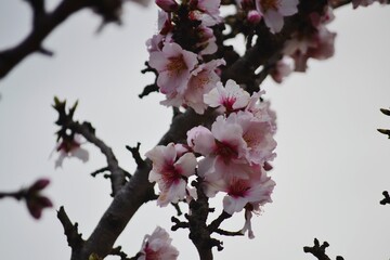 Blossom flower with pink and white colors