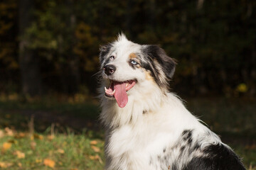  Australian shepherd with open mouth closeup portrait in autumn forest