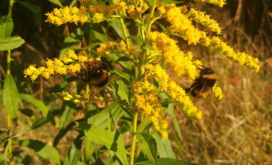 bees on a flower