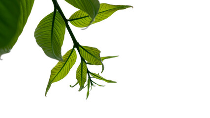 Image of leaves on a white background