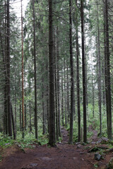Landscape of pine forest