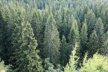 View of pine forest from hill