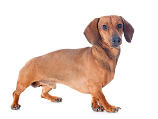 dachshund dog