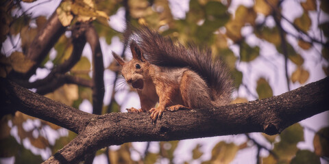 Red-haired cute squirrel gnaws a nut on a tree branch in the autumn forest
