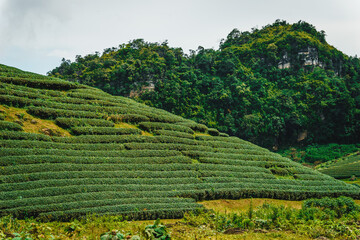 Obraz premium Terrace green tea fileds in Moc Chau Highland, Son La province, Vietnam.