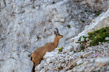Chamois in high mountains, morning