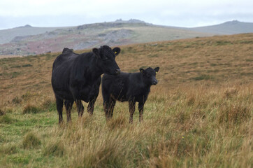 Blackcow&calf7022