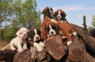 five puppies boxer