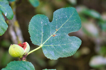 fig tree with red fruit