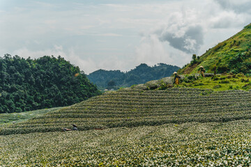 Obraz na płótnie Canvas Terrace green tea fileds in Moc Chau Highland, Son La province, Vietnam.