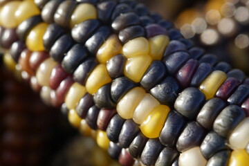 Bunter, farbenfroher Mais in Nahaufnahme im Sonnenlicht