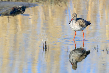 Common Redshank