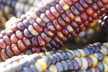 Bunter, farbenfroher Mais in Nahaufnahme im Sonnenlicht