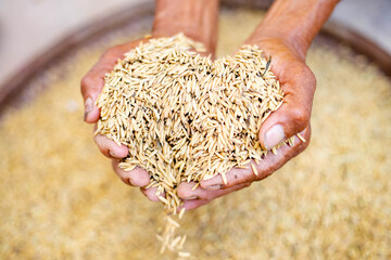 Close up of jasmine rice seed in farmer hand on Paddy background