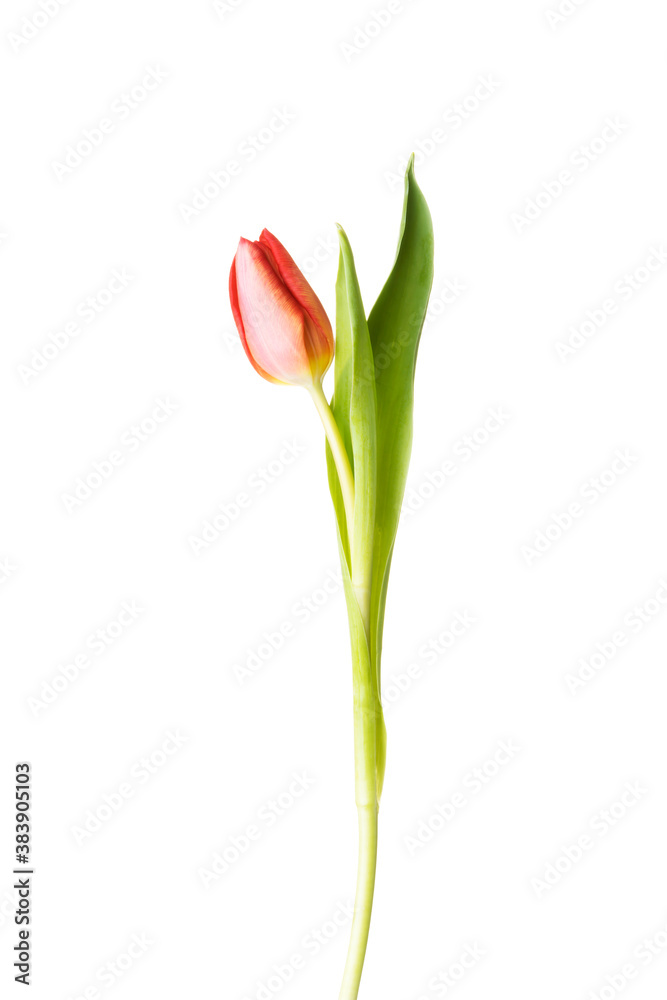 Poster one separated tulip flower.