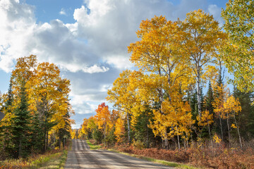 Naklejka premium Trees in autumn color along a dirt road in northern Minnesota