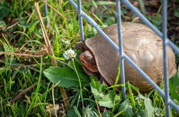 The domed shell box turtle can not make it through the wire panel fence at this southwest Missouri farm pasture. Bokeh effect.