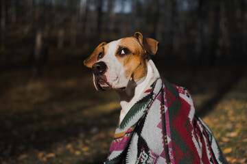 Beautiful dog in a blanket outdoors looking up, autumn nature scene. Dog sits in the forest, cold and chilly seasonal concept