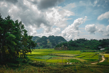 Fototapeta na wymiar Green rice fields and hills, view from Ban Ang lake, Moc Chau, Vietnam.