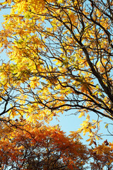 Tree blanches with yellow leaves against the sky. Autumn specifics. Tree blanches with yellow and red leaves.