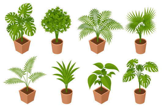 Isometric plant, palm trees in a pot isolated on white background. Decorative Areca palm in interior of room