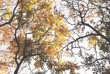 Tree blanches with yellow leaves against the sky. Autumn specifics. Tree blanches with yellow and red leaves.