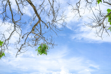 branches against blue sky with clouds over head