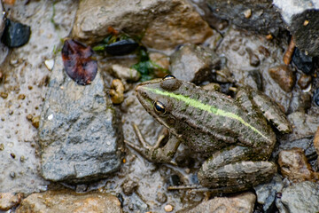 Colorful green frog with expressive eyes, sitting among rocks and vegetation. Inhabitant of rivers and swamps with blooming water and plants. Bubble amphibian animal