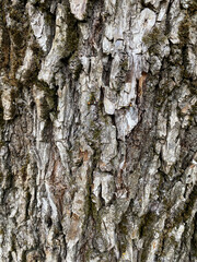 texture tree macro nature