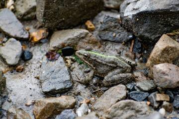 Colorful green frog with expressive eyes, sitting among rocks and vegetation. Inhabitant of rivers and swamps with blooming water and plants. Bubble amphibian animal